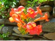 Campsis radicans (Trâmbiţă)